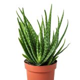 Aloe vera maceta pequeña