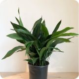 Aspidistra elatior