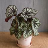 Begonia Rex