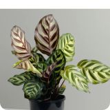 Calathea makoyana