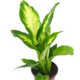 Dieffenbachia Camilla