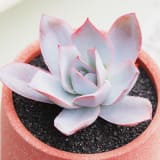 Echeveria cante