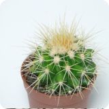 Cactus grusonii (asiento de suegra)