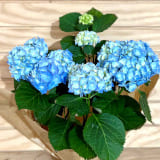 hortensia