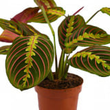 Maranta Leuconeura