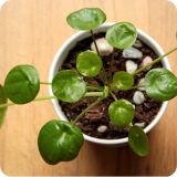 planta del dinero, pilea