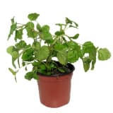 planta del dinero (plectranthus)