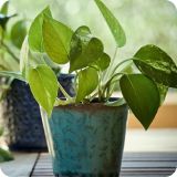 Pothos colgante