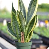 Sansevieria trifasciata